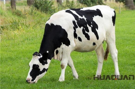 奶牛吃的是草，出來的是奶；而它吃的是油，出來的卻是電！華全