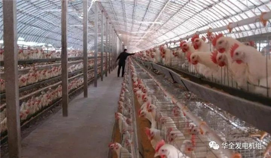 華全燃?xì)獍l(fā)電機(jī)組深受畜牧養(yǎng)殖業(yè)喜愛，竟是因?yàn)檫@！