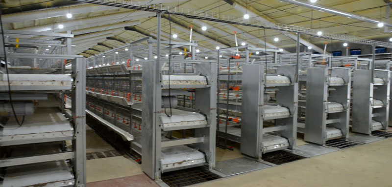 華全官網(wǎng)丨保供電，守安全！華全1000千瓦發(fā)電機組助力養(yǎng)殖企業(yè)高質(zhì)量發(fā)展